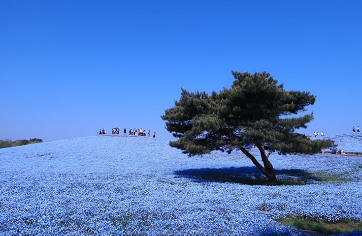 450万本のネモフィラで「みはらしの丘」が一面青に染まる絶景