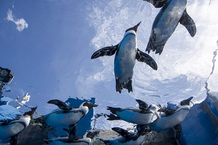 サンシャイン水族館
